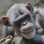 Two chimpanzees engaging with each other in a natural setting. Wildlife photography.