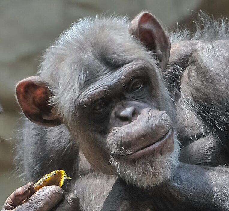 Two chimpanzees engaging with each other in a natural setting. Wildlife photography.